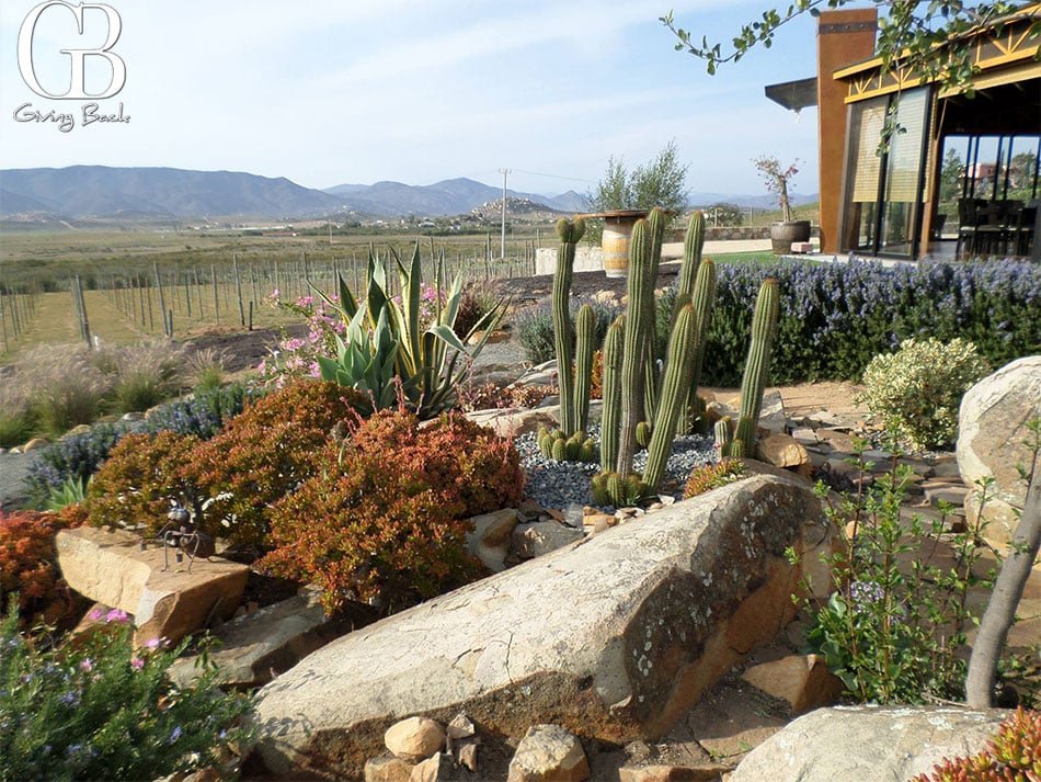 Valle-De-Guadalupe
