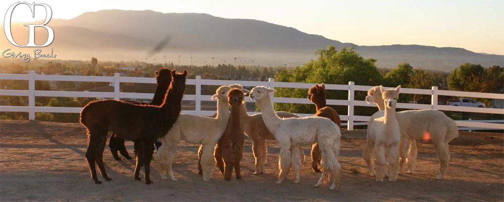Alpaca Farms