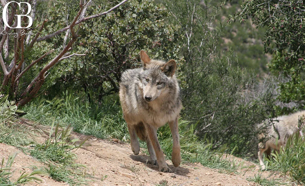 California Wolf Center