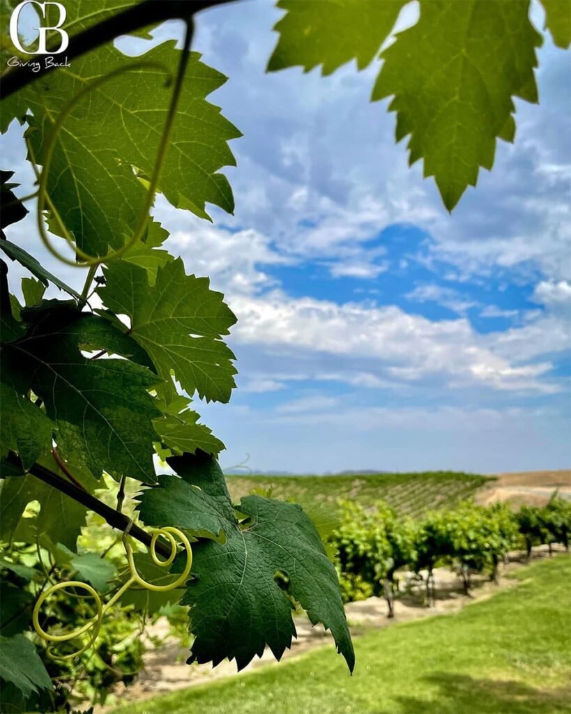Callaway Vineyard and Winery