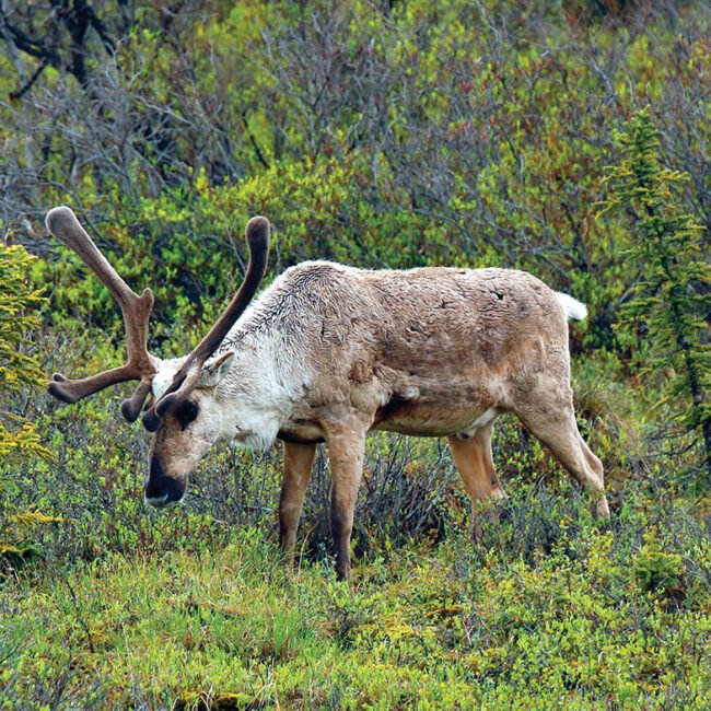 Caribou