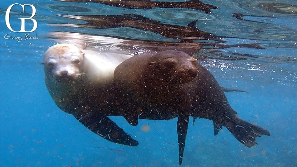 Galapagos fur seals