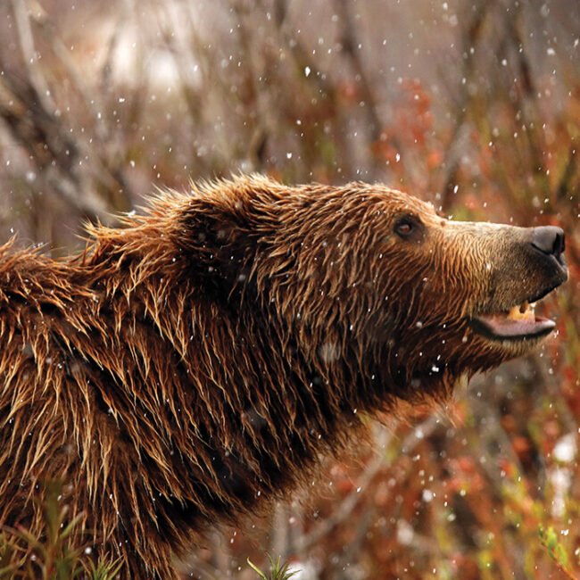 Grizzly Bear