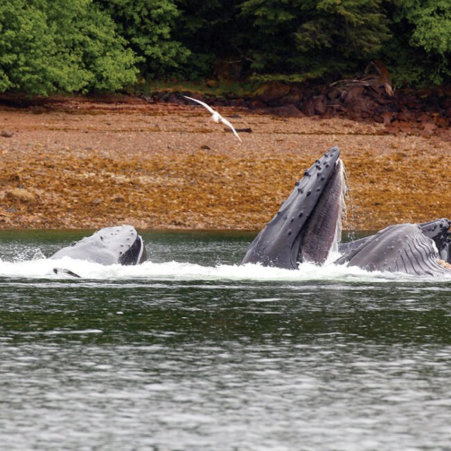 Humpback Whales bubble feeding