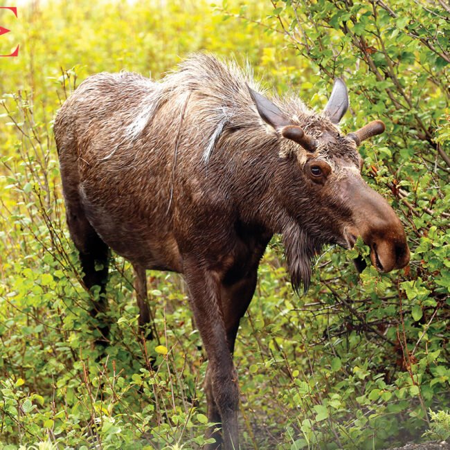 Moose are only some of the wildlife found in Alaska