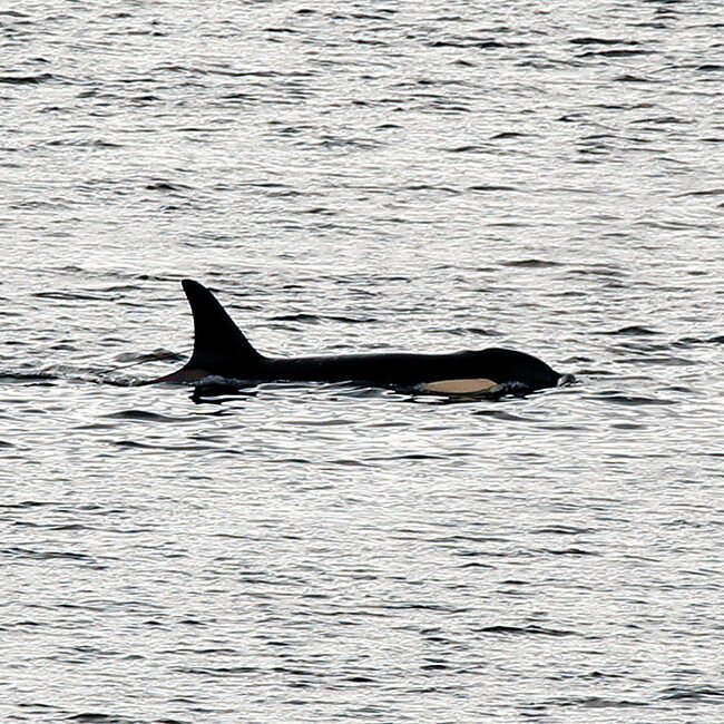 Orca are only some of the wildlife found in Alaska