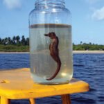 Porto De Galinhas