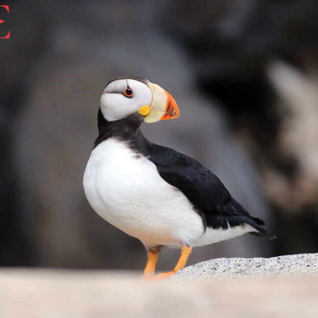 Puffin are only some of the wildlife found in Alaska