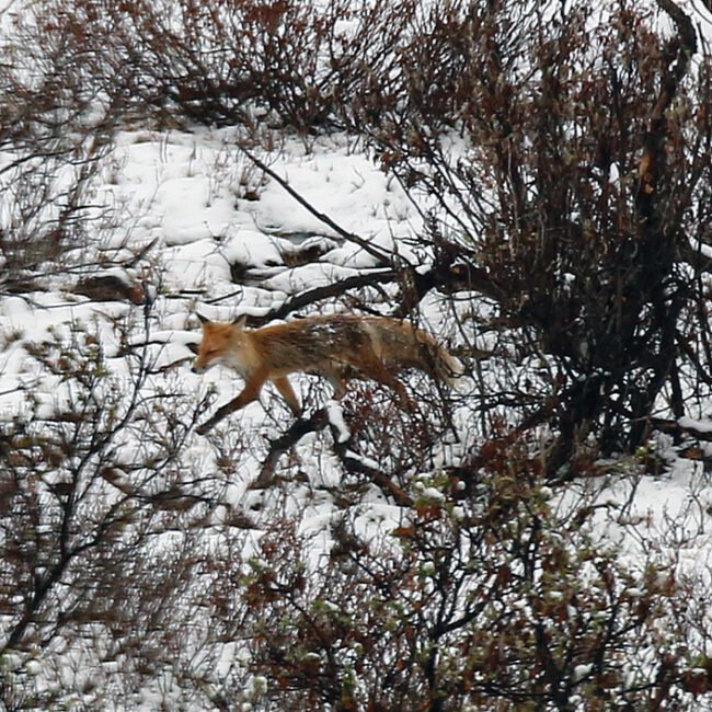 Red Fox are only some of the wildlife found in Alaska