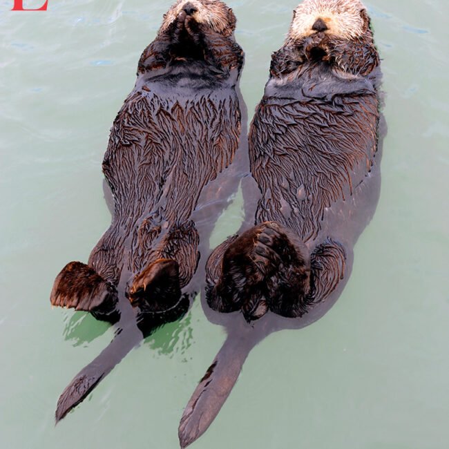 Sea Otters are absoltuely adorable
