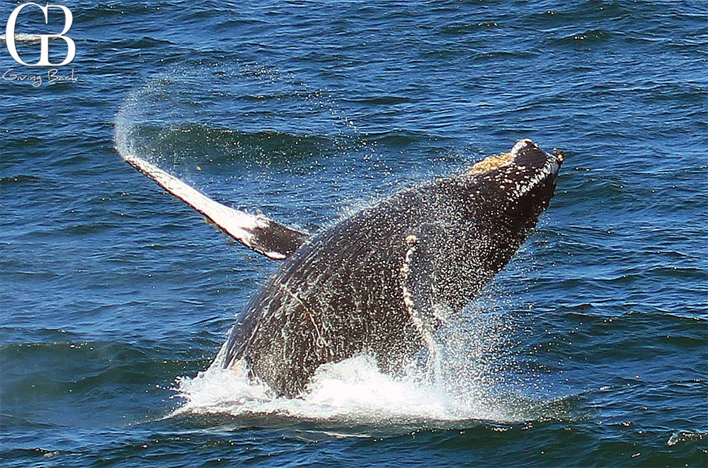 Whale Watching Tours