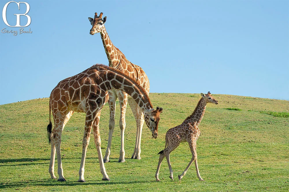 San-Diego-Zoo-Safari-Park