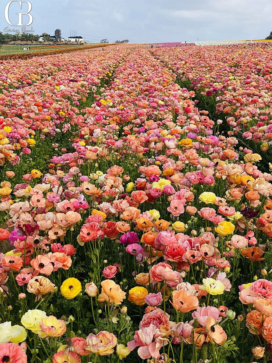 The Flower Fields at Carlsbad Ranch