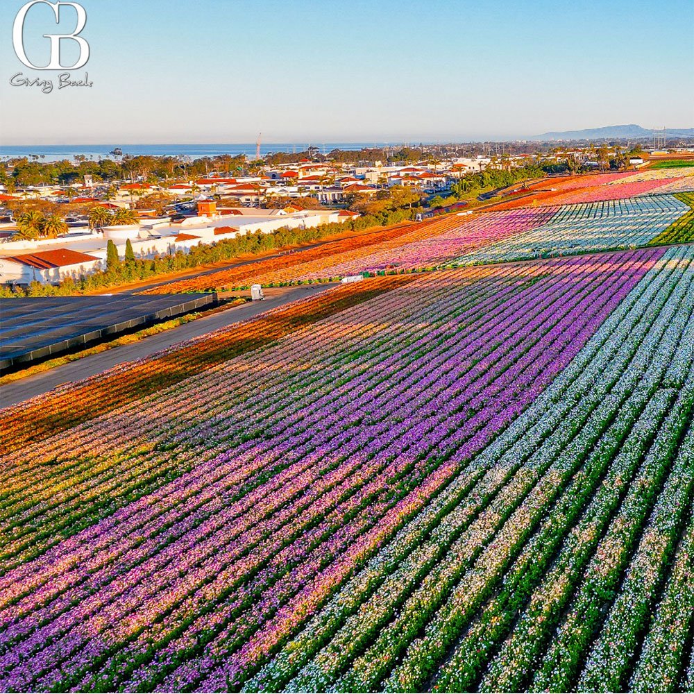 The Flower Fields at Carlsbad Ranch